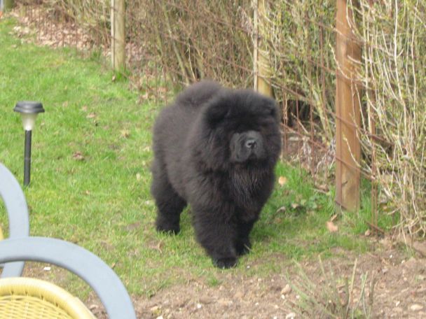 Stagebos X-File (Bamse)-Egtved
