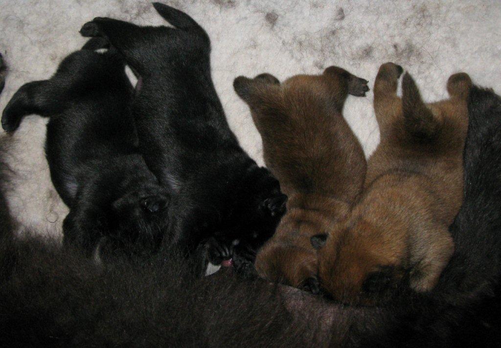 Y-litter 4 days