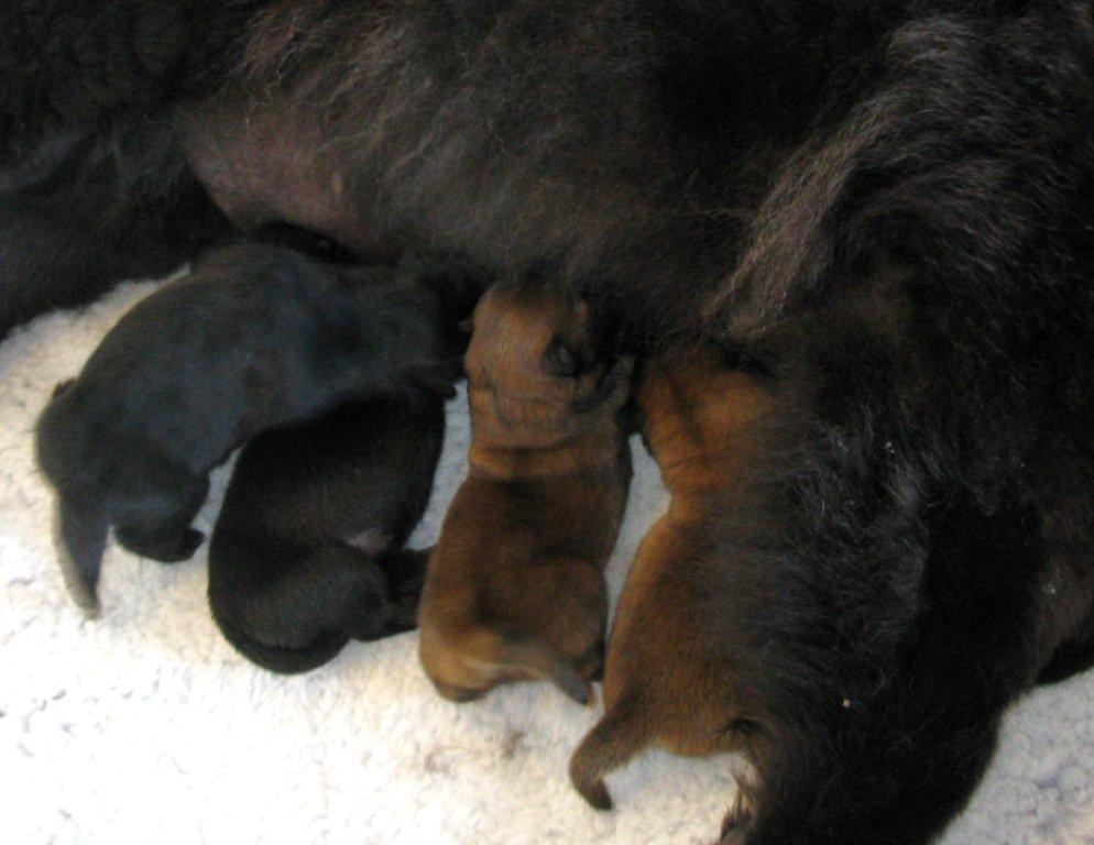 Y-litter 2 days