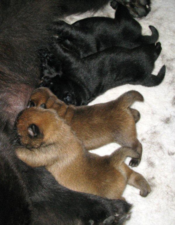 Y-litter 4 days