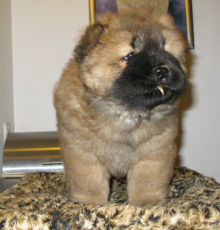 Yabba Dabba Doo 7 week