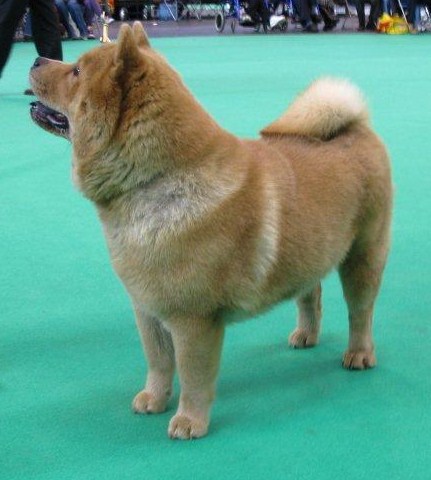 Yearling Bitch 1. Chinrosc Short NSweet At Benoleo