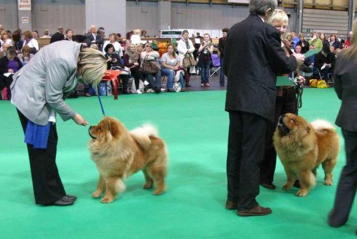 Yearling Dog 1. Poppykins Smooth Criminal 2. Miketilla The Messenger