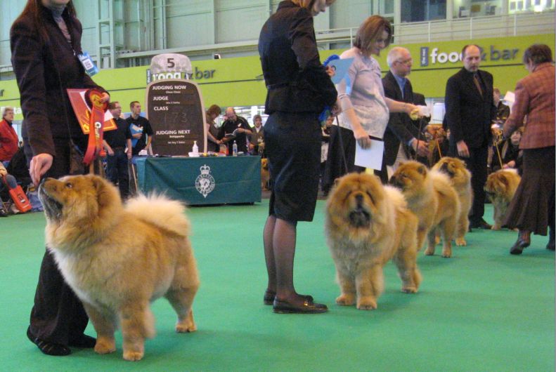 Yearling dog-1.+Res.CC Xansio Joelee 2. Orinells Ego Trip