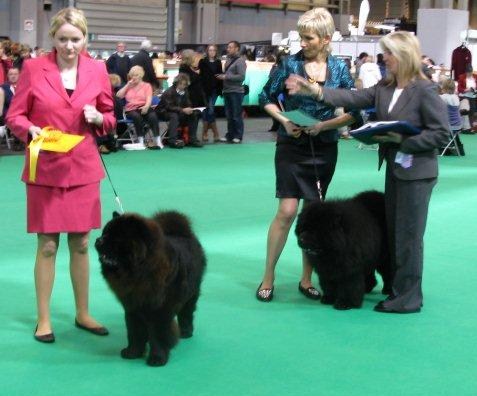 Yearling Dog 3. Bidachows Amazing Armani (1.Spec.Jun.Dog) - Res. CH Bon Triumph Lord Black