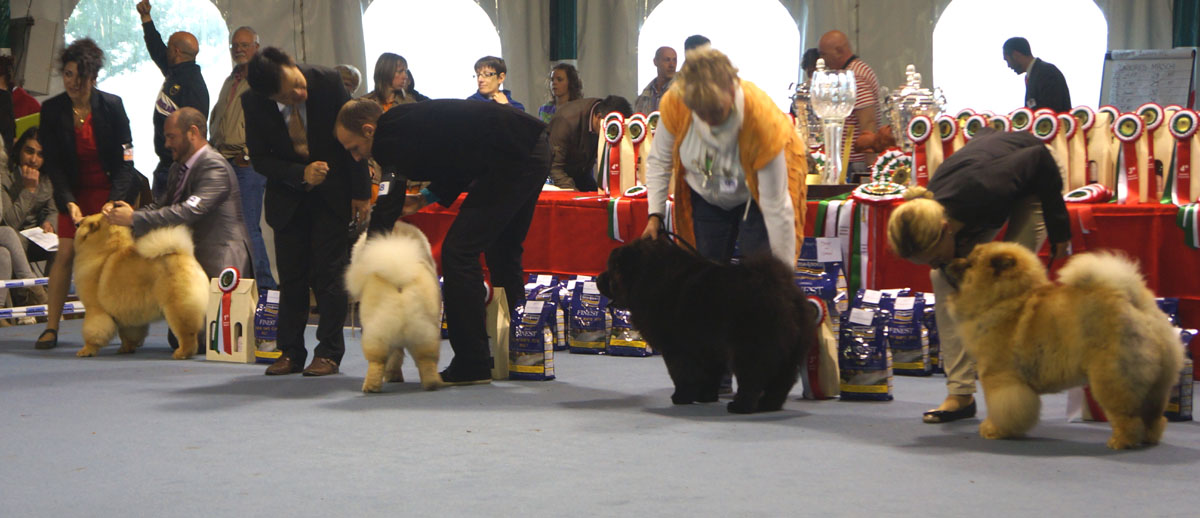 Youth dog: 1. King Of Egypt De Los Perros De Bigo 2. Alf Mlakar 3. Master Show From Siberia At Dremo 4. Orchard In Bloom