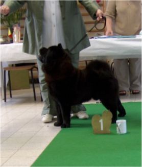 Chen Jing Zung Tzung Le