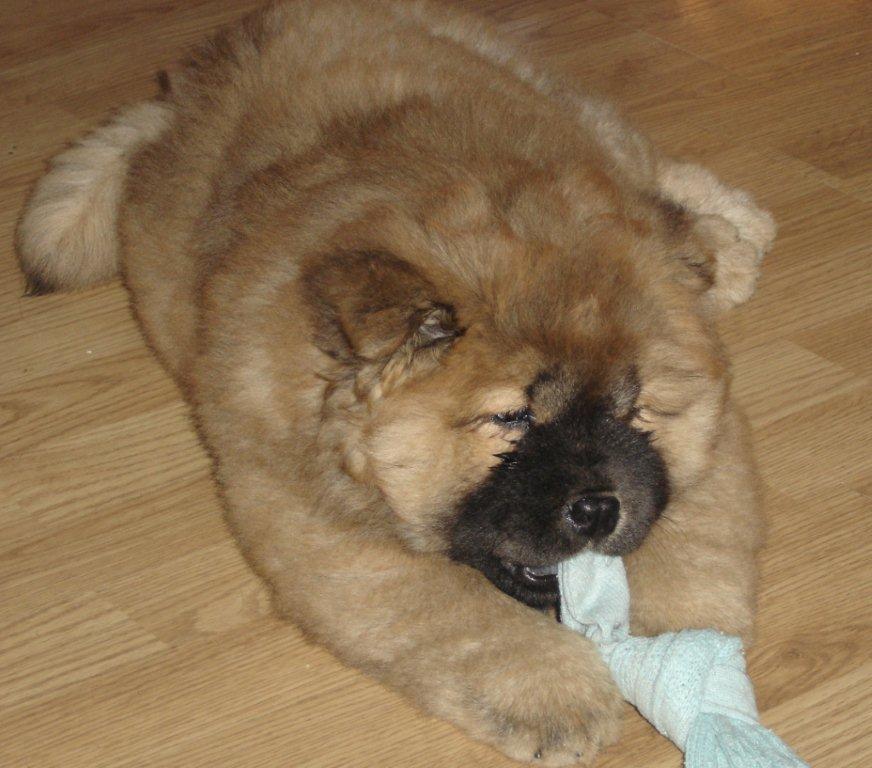 Yabba Dabba Doo (Yrsa) - 3 month