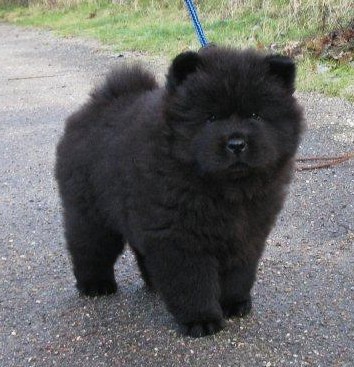 Stagebos Zip Code (8 week)