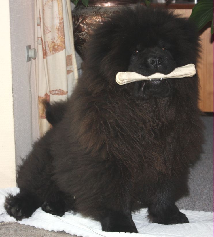 X-Mas (Bamse)