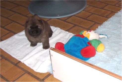 Female-3 week old