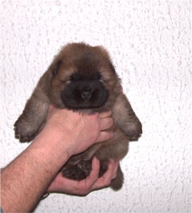 Female-3 week old