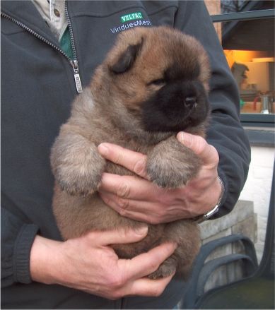Voulez-Vouz-4 week old
