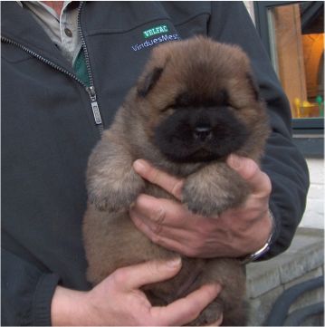 Voulez-Vouz-4 week old