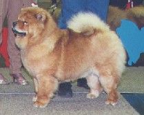 Stagebo´s Hanky Panky - died 4½ year old