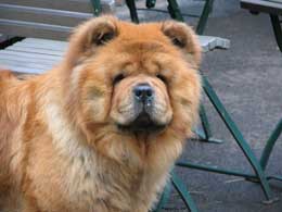 Noble Melodys Kikki Lane (Finland)-Penny Lane daughter