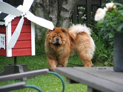 Noble Melodys Kikki Lane (Finland)-Penny Lane daughter