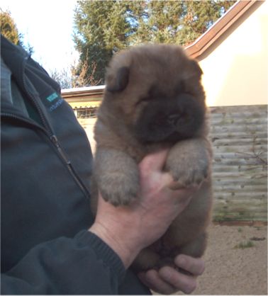 Vanity Fair-4 week old