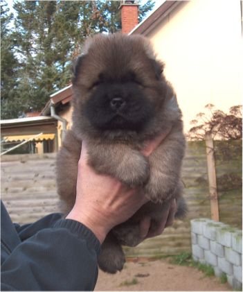Vanity Fair-4 week old