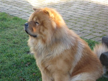 Stagebos Super Trouper-3 year (Bonzo)